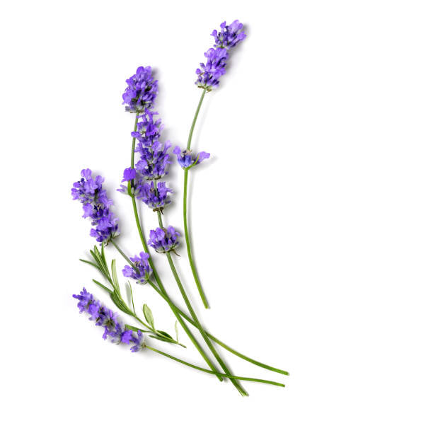 LAVENDER TURMERIC