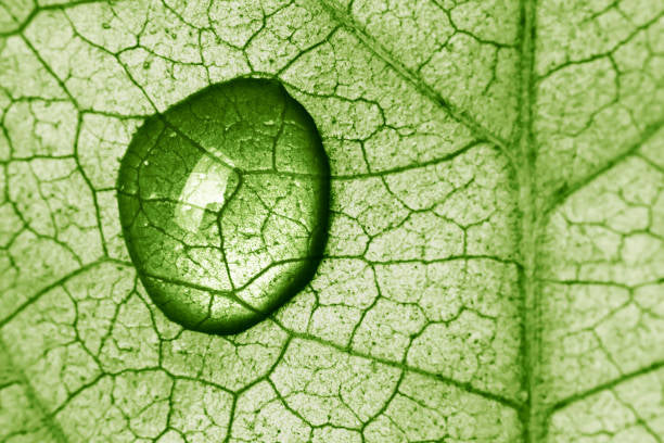 CHLOROPHYLL GLYCERIN SOAP