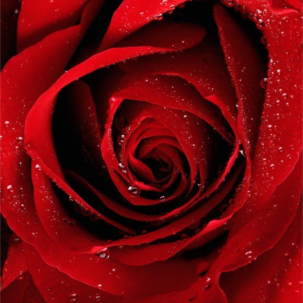 Rose Hydrating Facial Toner for Glowing Skin