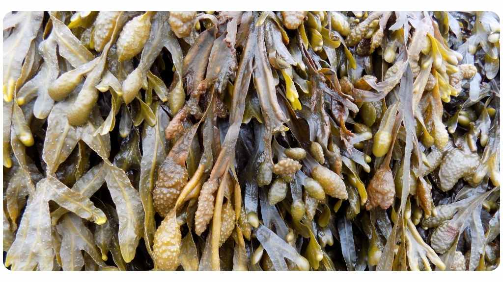 PURPLE SEA MOSS & BLADDERWRACK CAPSULES