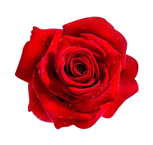 ROSE HYDRATION GEL MASK