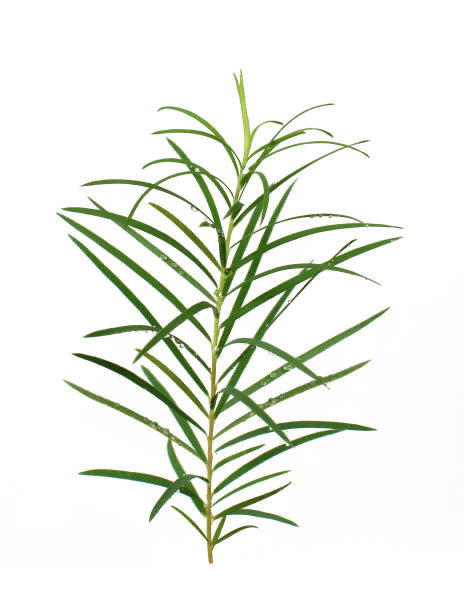 TEA TREE SPIRULINA FACE CLEANSING GEL