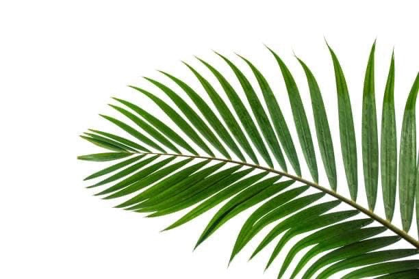 NATURAL RETINOL NIGHT FACE CREAM