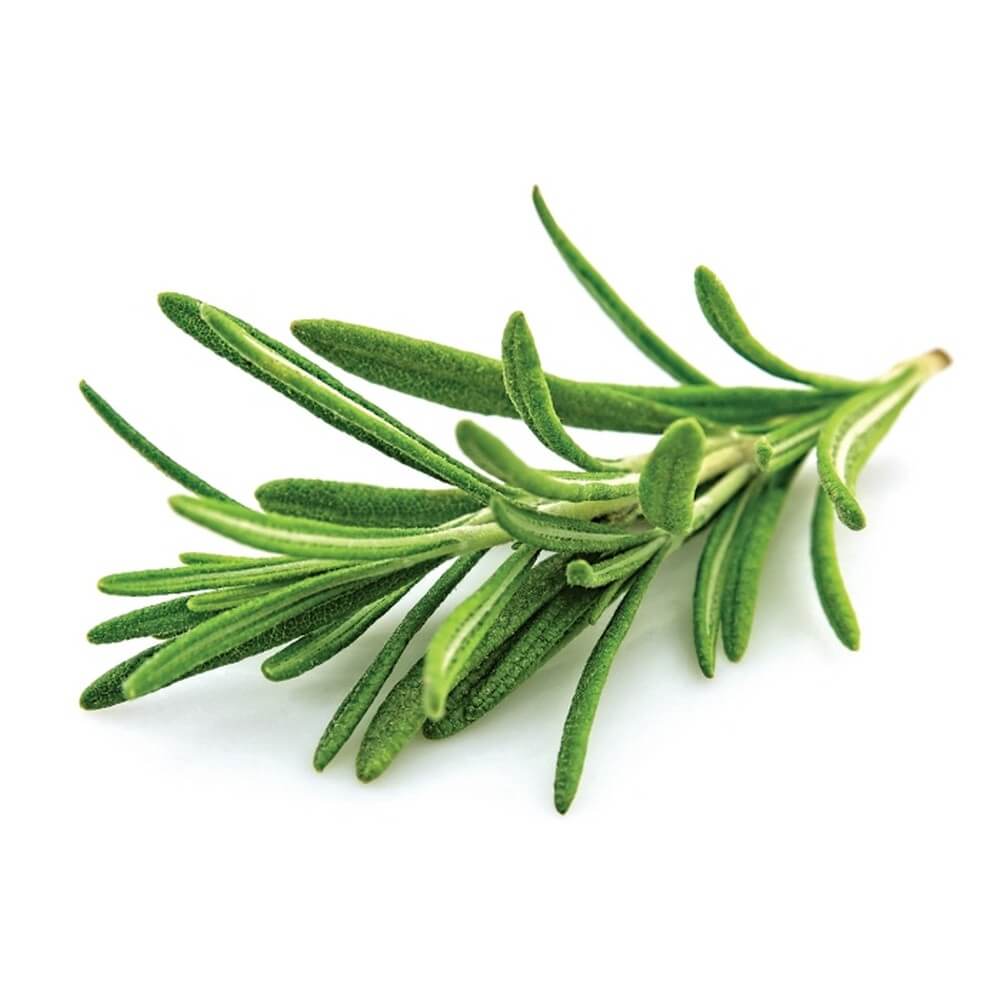 Rosemary Hibiscus Hair Growth Oil | Scalp Stimulating Oil for Thinning Hair, Dry Scalp & Hair Strength