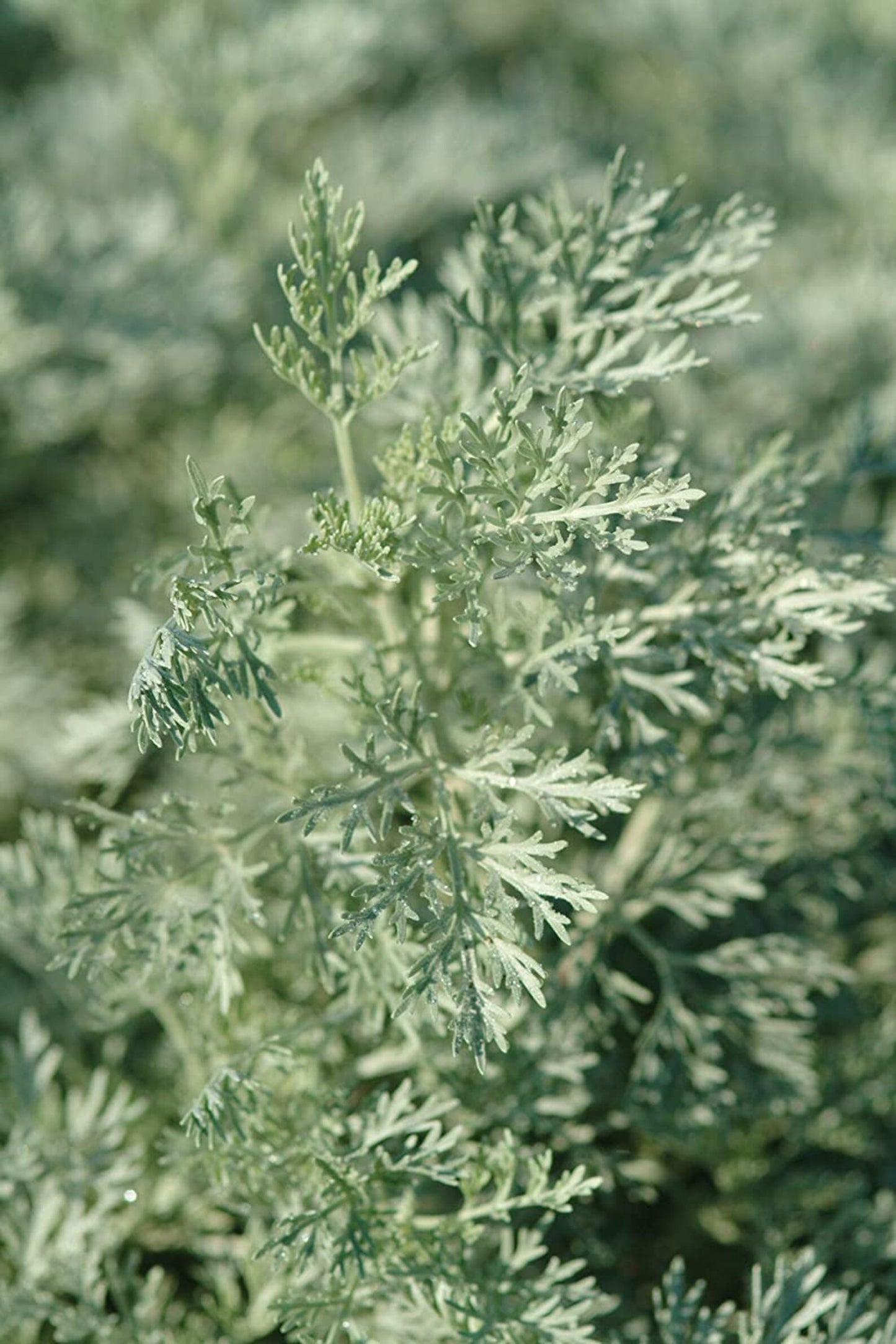 HERBAL PARASITE CLEANSE