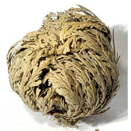 SMALL ROSE OF JERICHO RESURRECTION FLOWER
