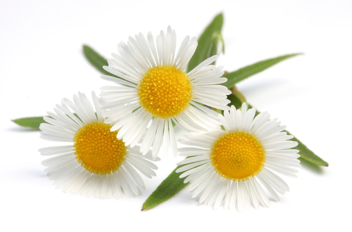 “Plant-Based Baby Rash Cream for Sensitive Skin | Diaper Rash Relief with Calendula & Chamomile”