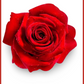 ROSE SHEA BUTTER SOAP