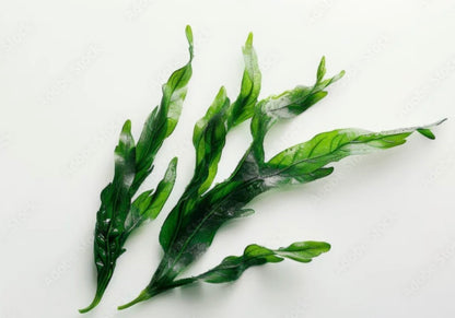Rosemary & Spirulina Herbal Scalp Butter for Hair Growth, Dry Scalp Relief & Strengthening Hair Follicles