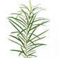 TEA TREE SPIRULINA FACE CLEANSING GEL