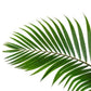 NATURAL RETINOL NIGHT FACE CREAM