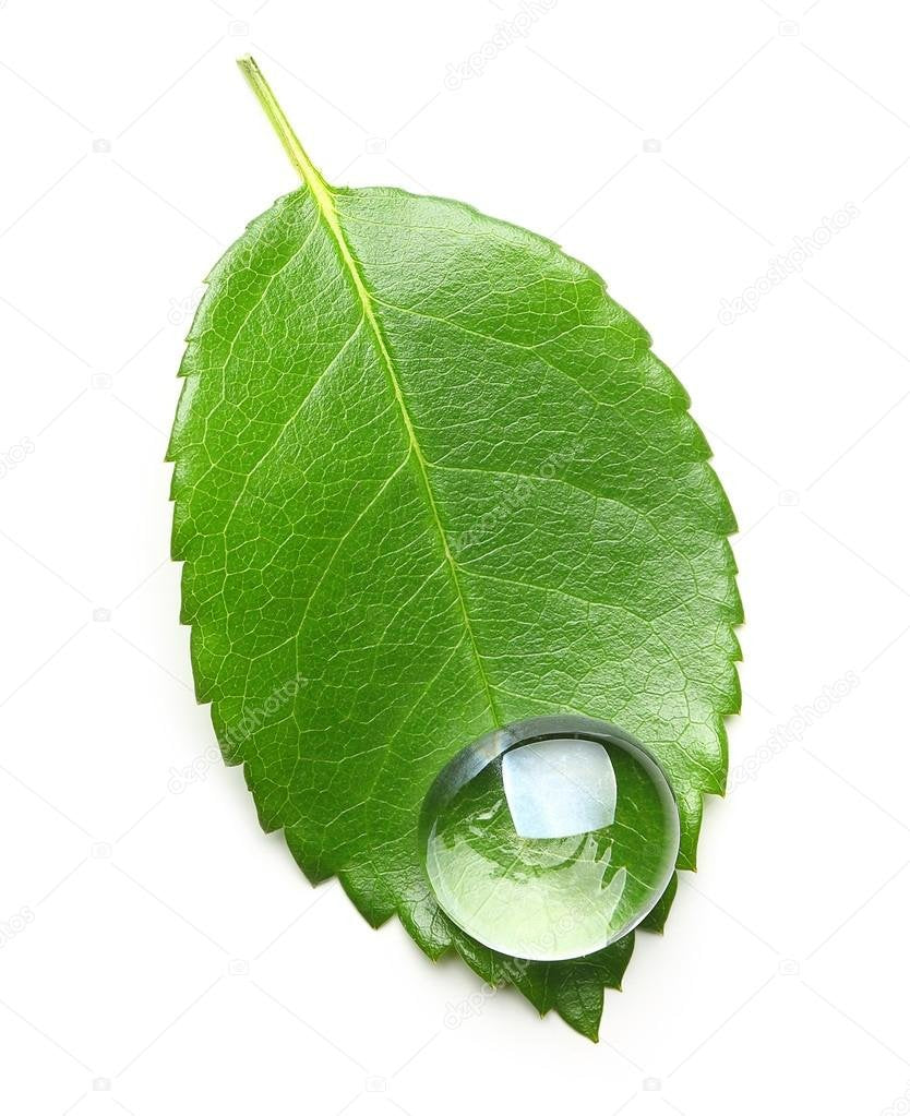 LIQUID CHLOROPHYLL