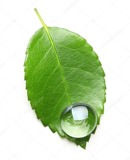 LIQUID CHLOROPHYLL