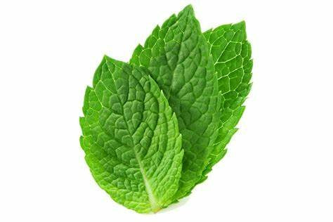 LIQUID CHLOROPHYLL