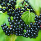 ELDERBERRY DROPS 2OZ ( this item does not ship international)